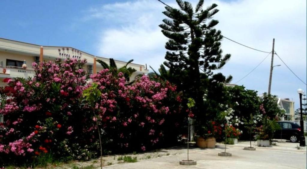 كاتو ذاراتسو Sun City المظهر الخارجي الصورة